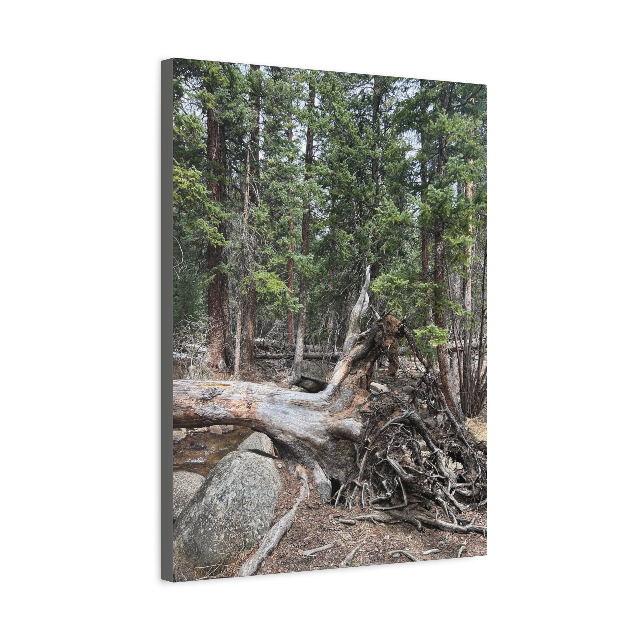Forest Rootscape Matte Canvas Print — Stretched Wall Art