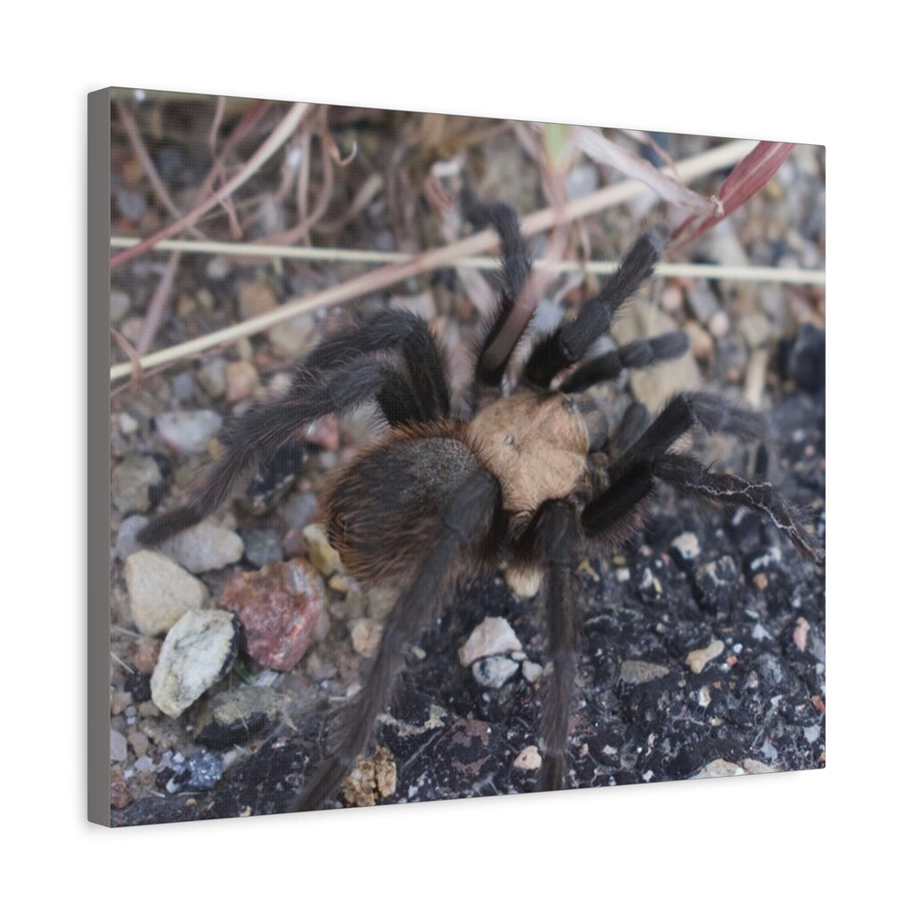 Tarantula Canvas Print — Matte Stretched Wall Art