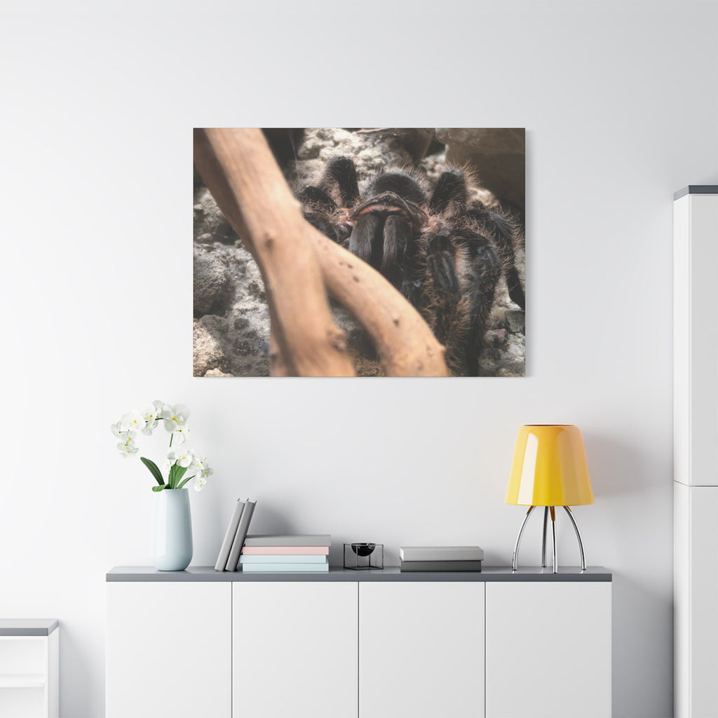 Tarantula Staredown Matte Canvas Print — Naturalistic Arachnid Wall Art