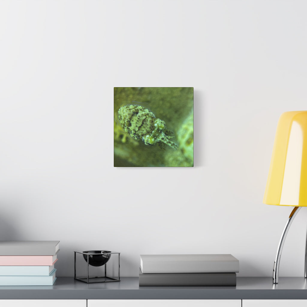 Dwarf Cuttlefish Canvas Print — Matte Stretched Sea Life Wall Art
