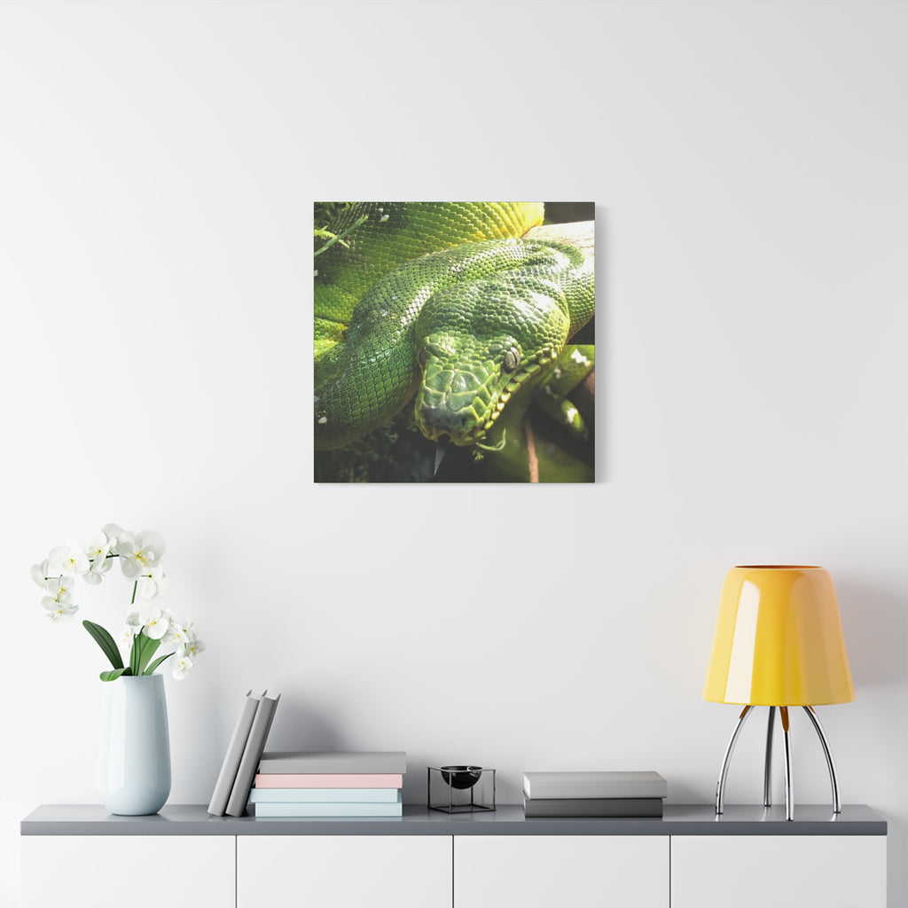 Green Tree Python Canvas Print — Tropical Snake Wall Art (Matte Stretched)