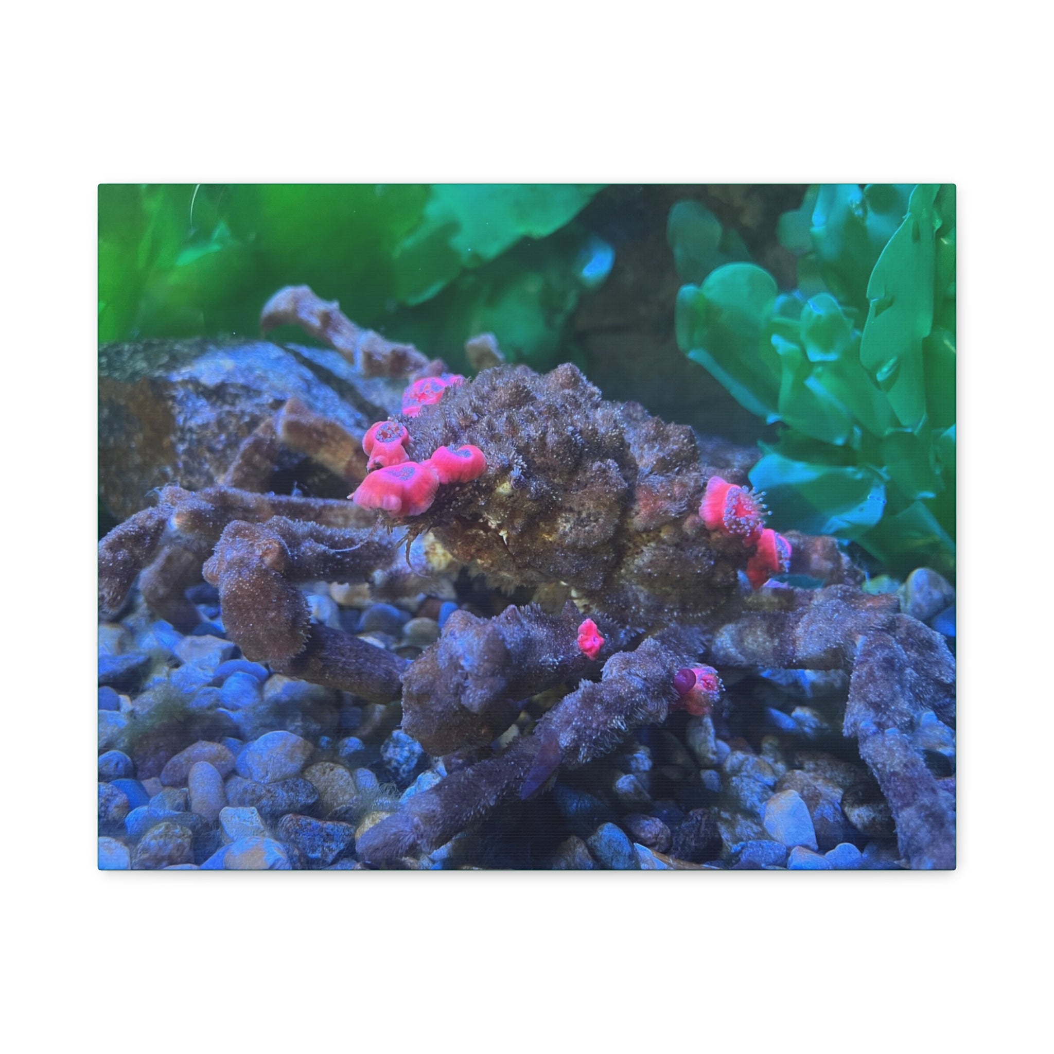 Decorator Crab Canvas Print — Colorful Underwater Art, Matte Stretched 1.25"