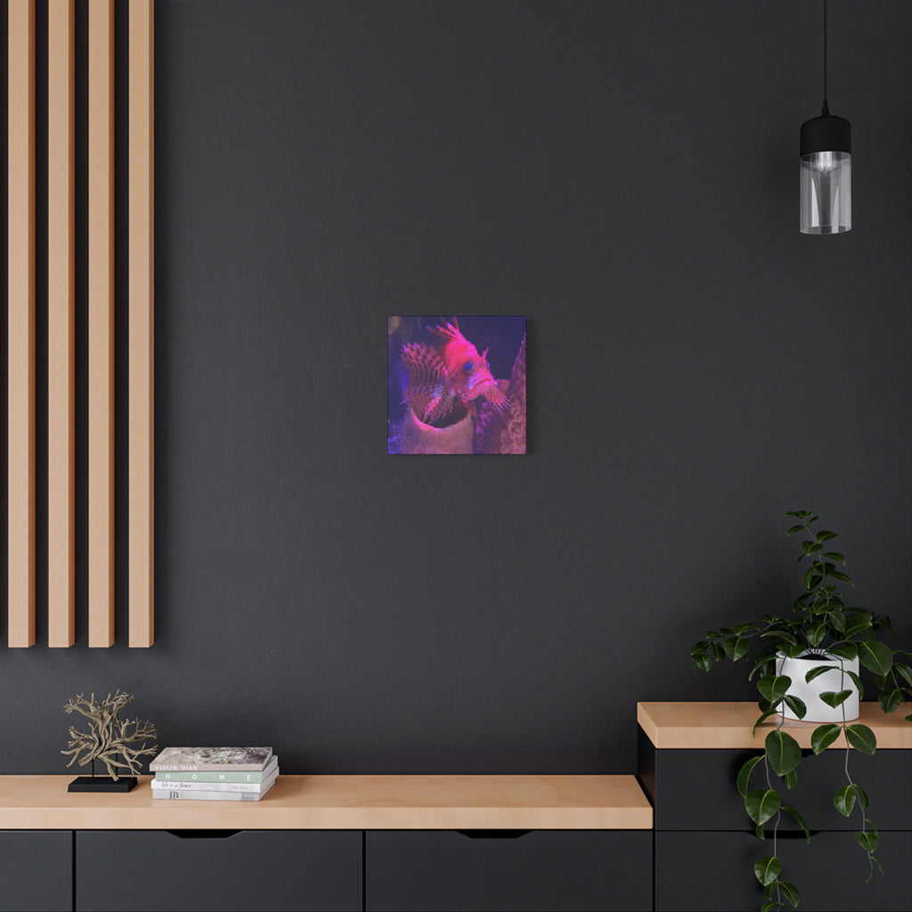 Fuzzy Dwarf Lionfish Canvas Print — Vibrant Marine Wall Art (1.25" Stretched)