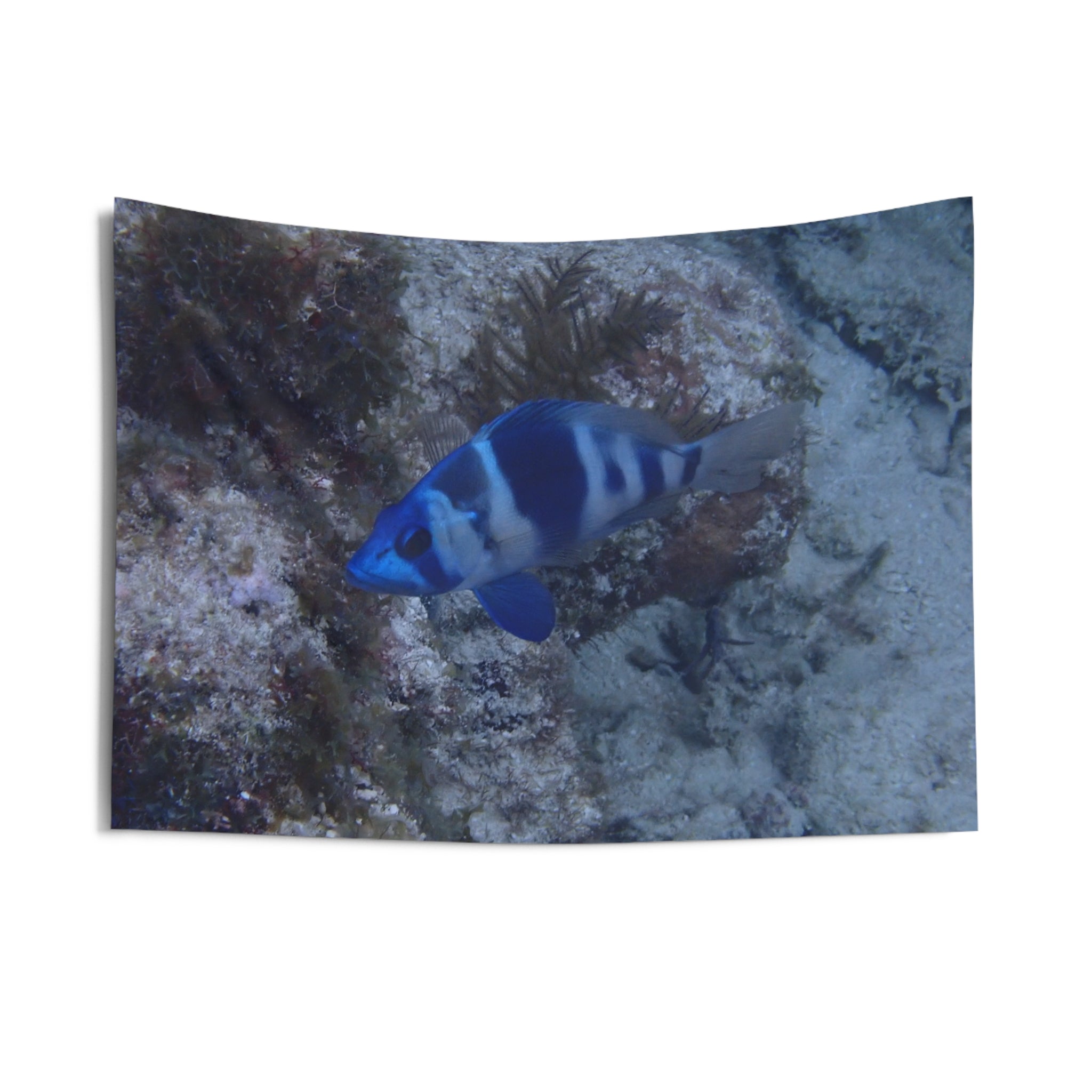 Indigo Hamlet Fish Tapestry — Underwater Ocean Wall Art for Beach Rooms & Marine Décor