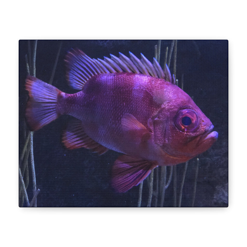Popeye Catalufa Canvas Print — Vibrant Ocean Wall Art