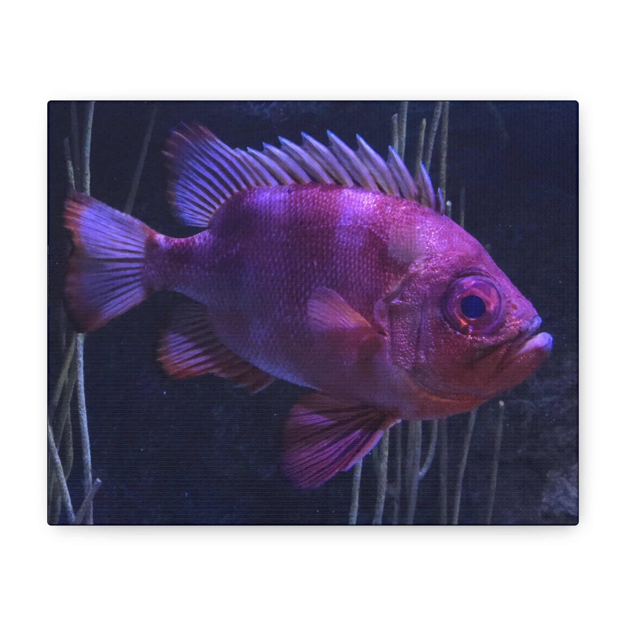 Popeye Catalufa Canvas Print — Vibrant Ocean Wall Art
