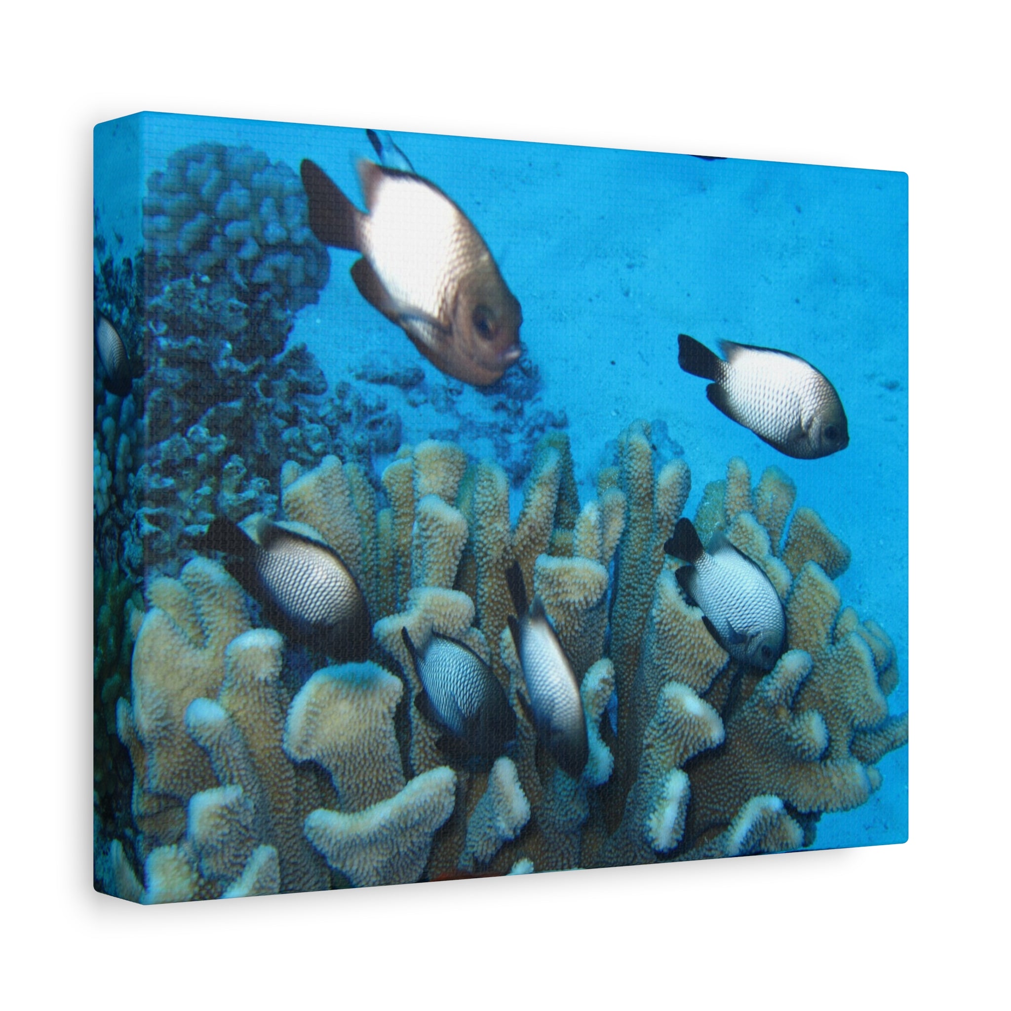 Underwater Coral Reef Canvas Wall Art — Tropical Fish Matte Stretched Canvas