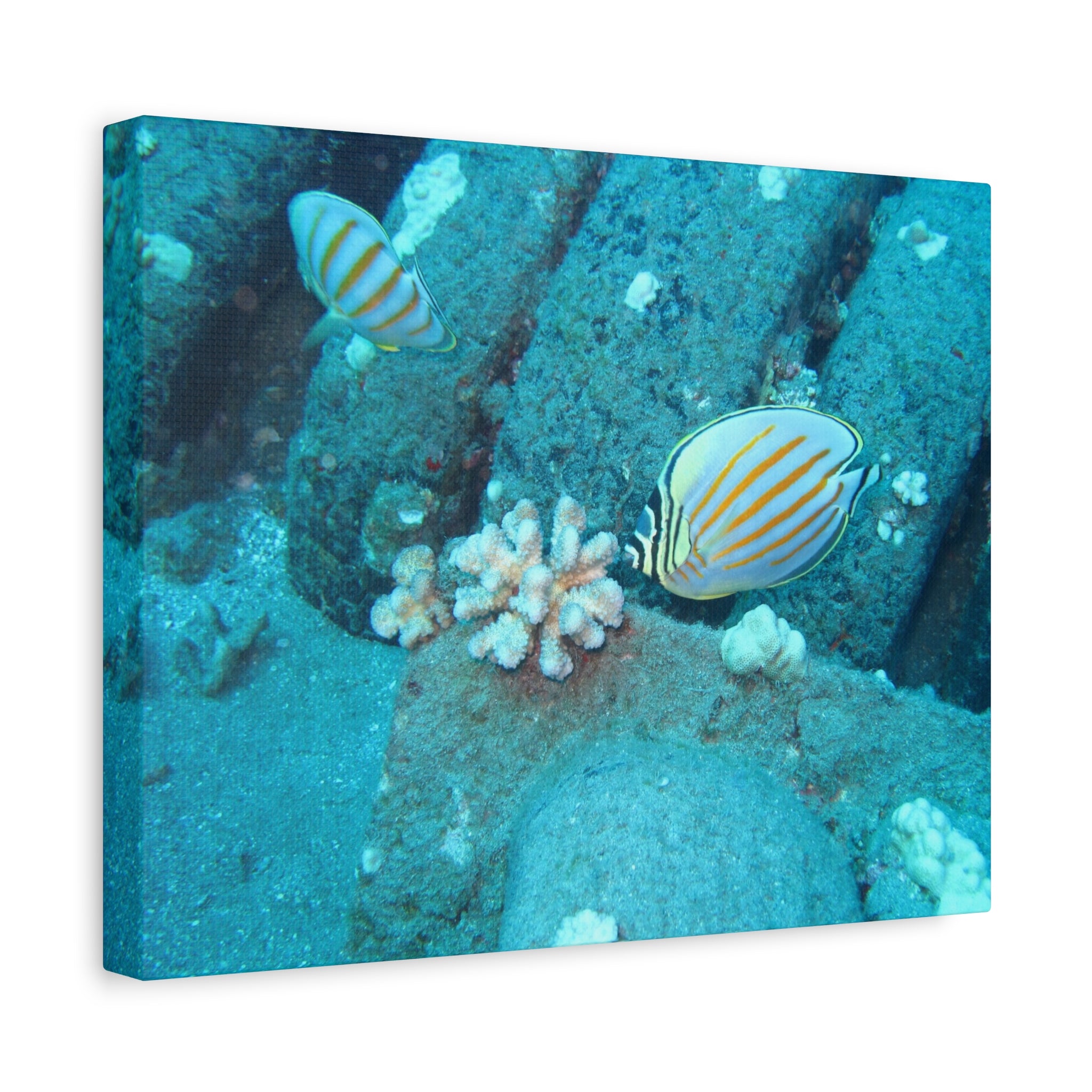 Tropical Butterflyfish Canvas Print — Underwater Coral Reef Wall Art