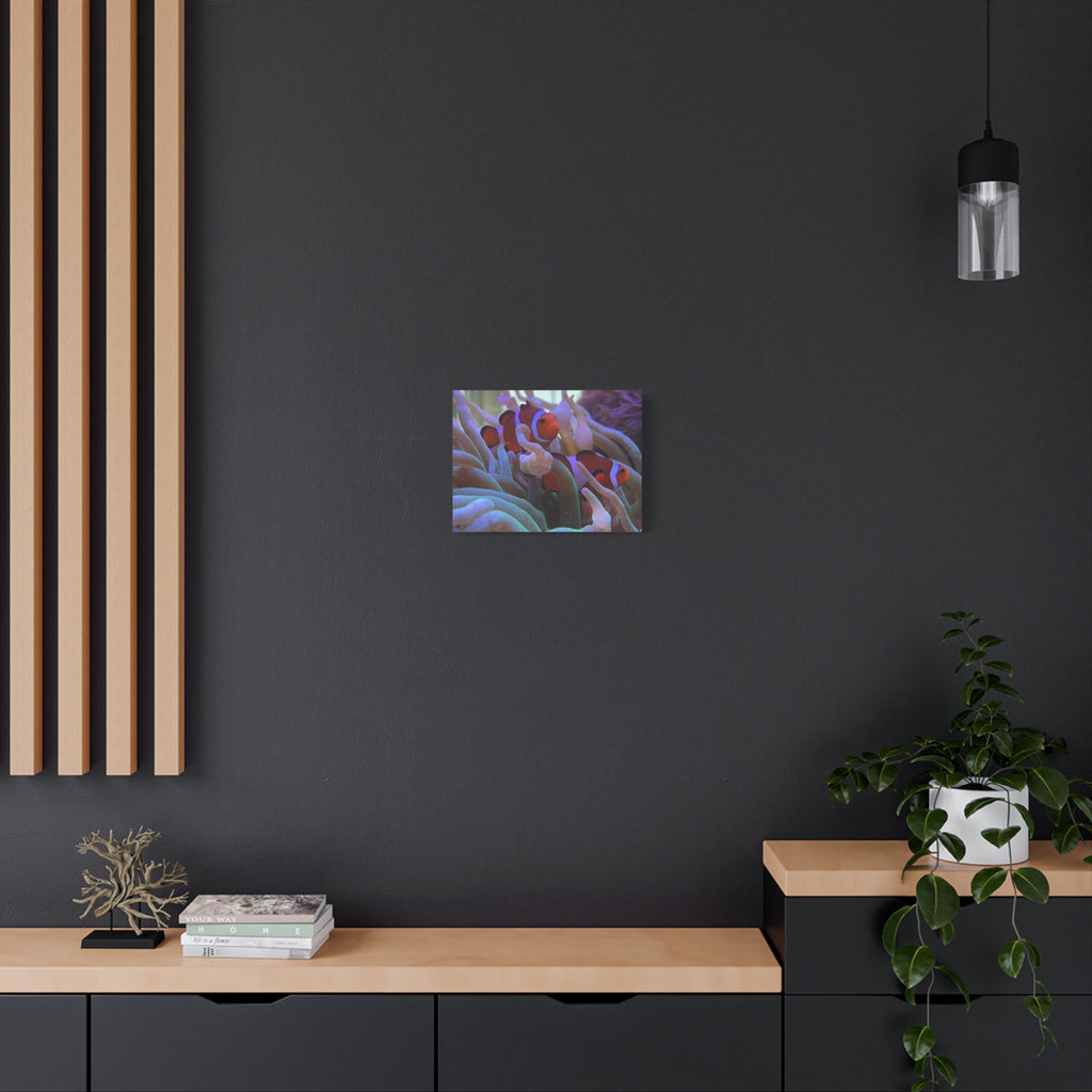 Clownfish Reef Matte Stretched Canvas Wall Art