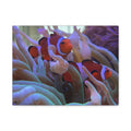 Clownfish Reef Matte Stretched Canvas Wall Art