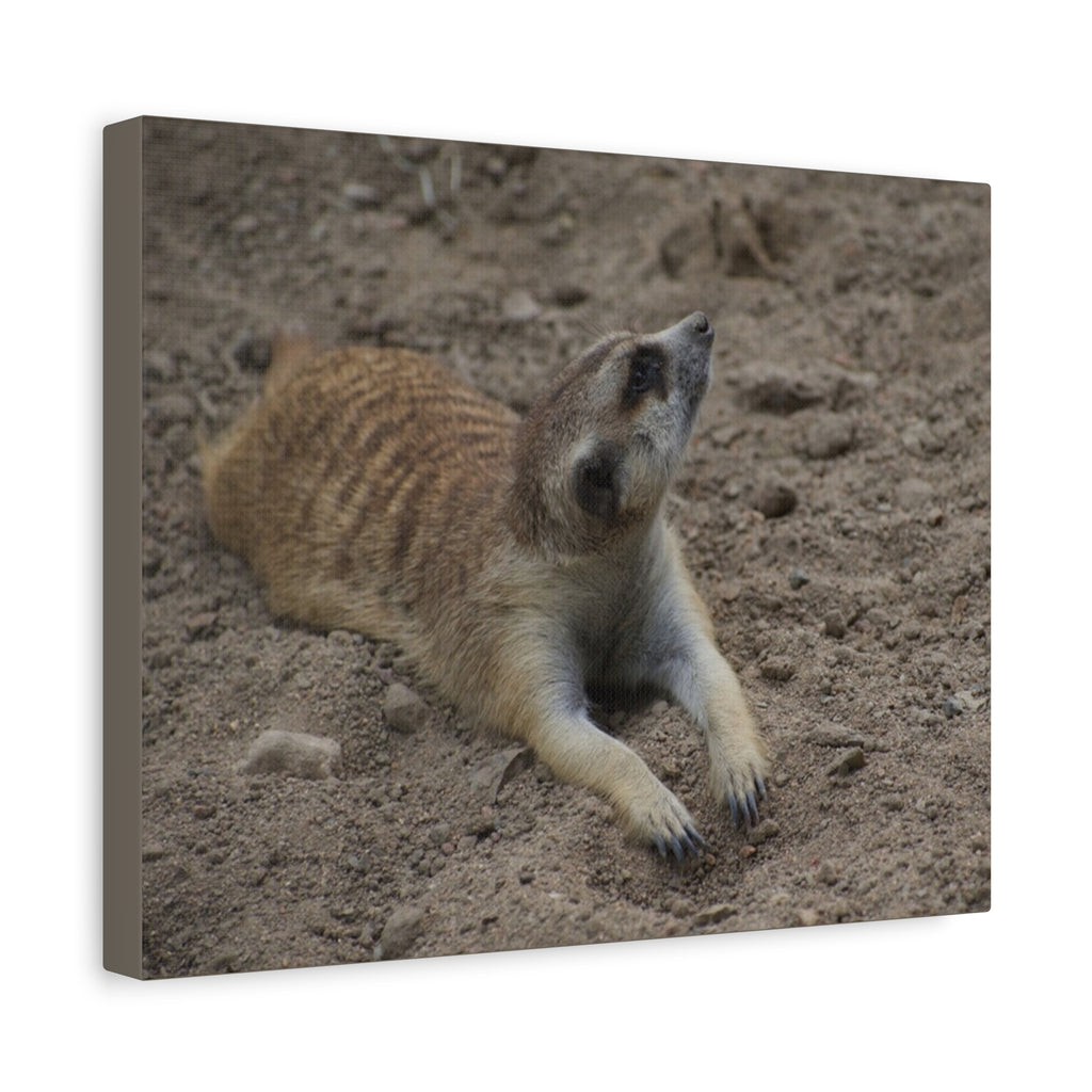 Meerkat Stretch Canvas Wall Art – Relaxed Desert Wildlife Print