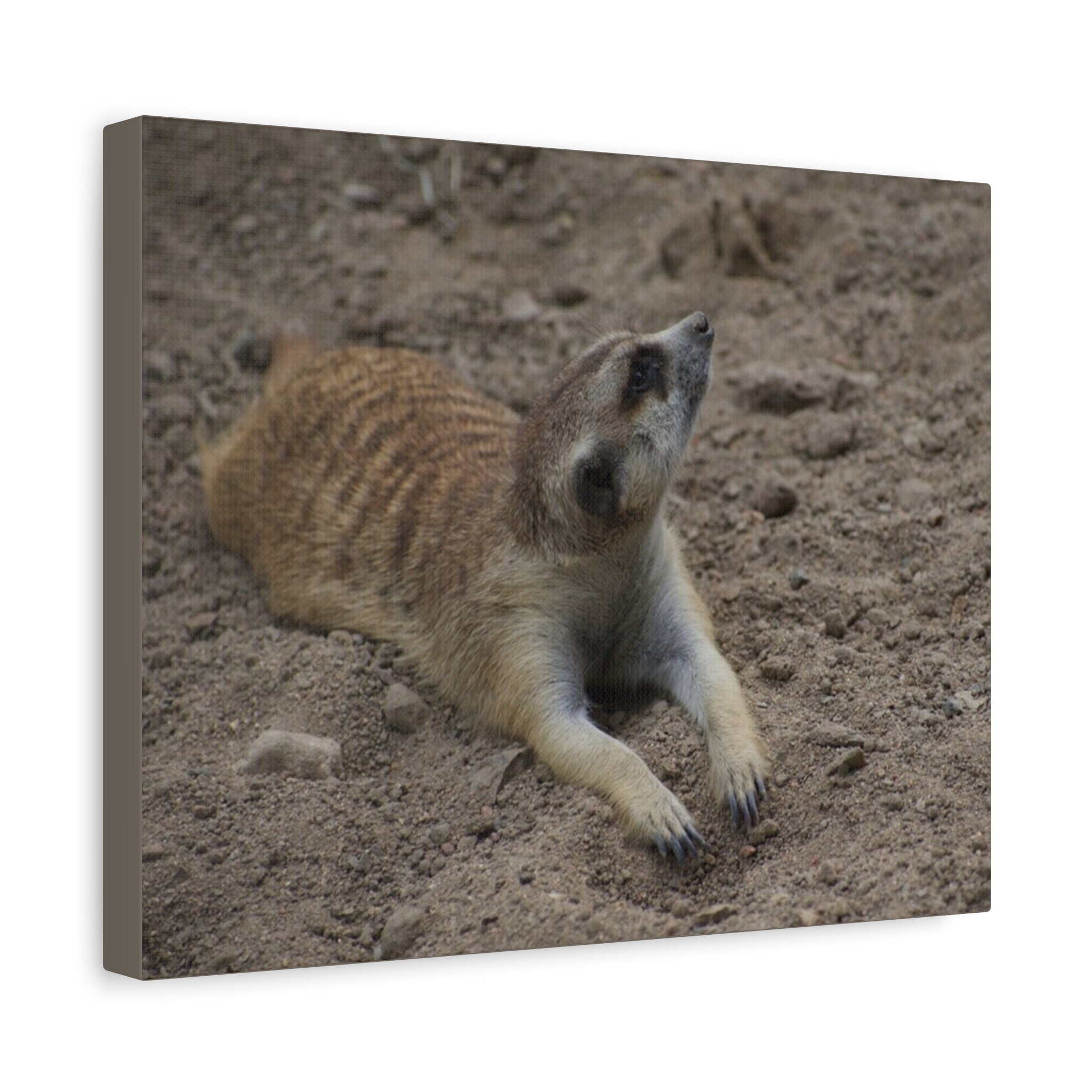 Meerkat Stretch Canvas Wall Art – Relaxed Desert Wildlife Print