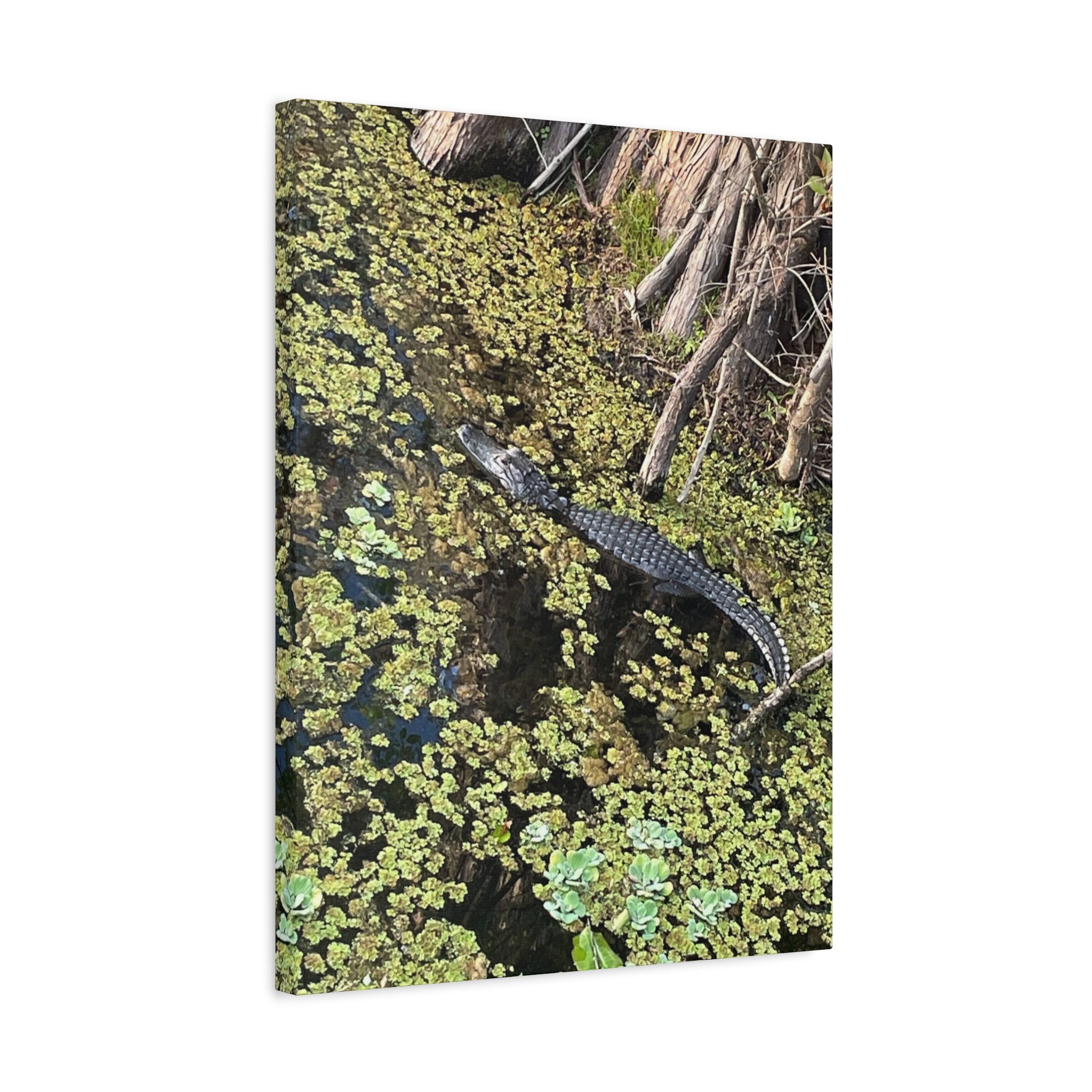 Alligator Photography Canvas Print — Matte Stretched Wall Art