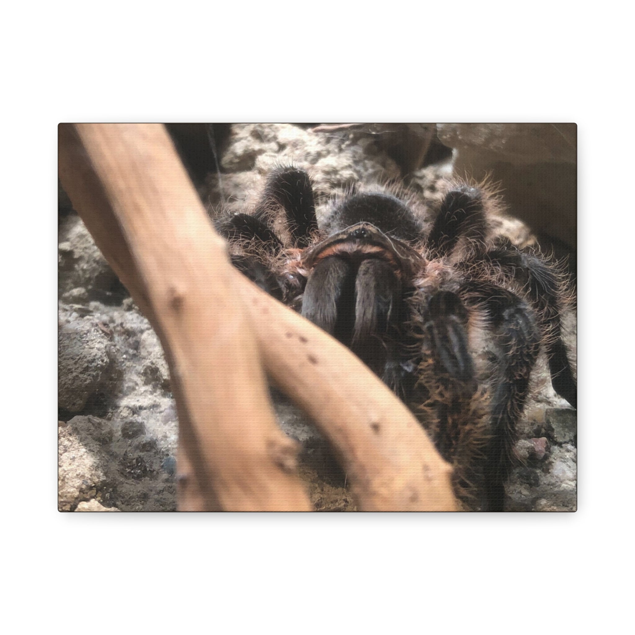 Tarantula Staredown Matte Canvas Print — Naturalistic Arachnid Wall Art