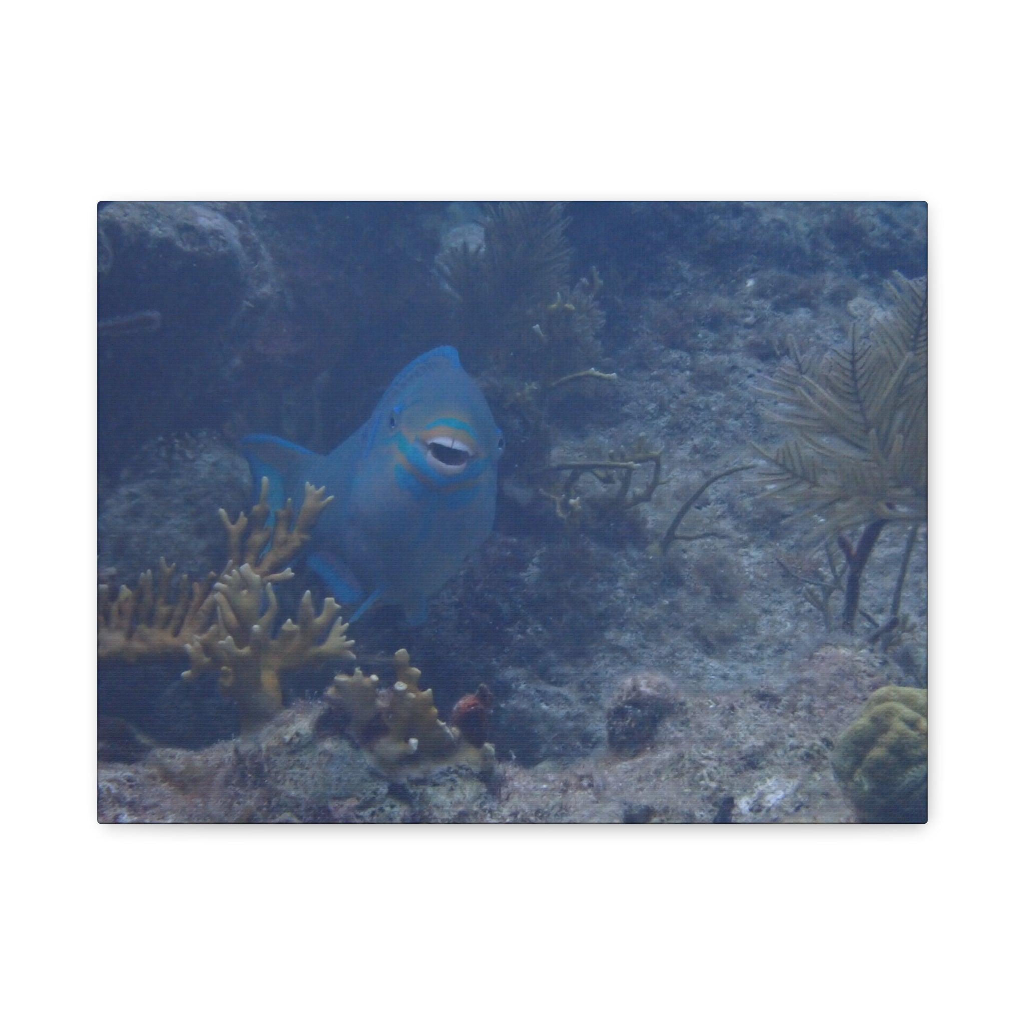 Underwater Parrotfish Canvas Print — Tropical Reef Wall Art