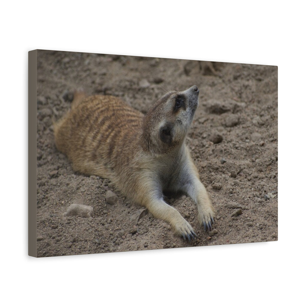 Meerkat Stretch Canvas Wall Art – Relaxed Desert Wildlife Print