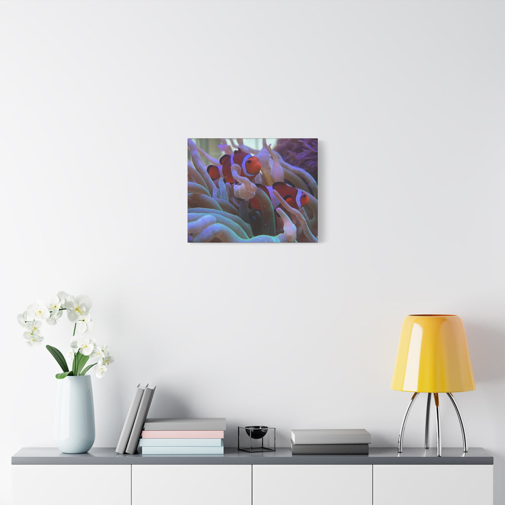 Clownfish Reef Matte Stretched Canvas Wall Art