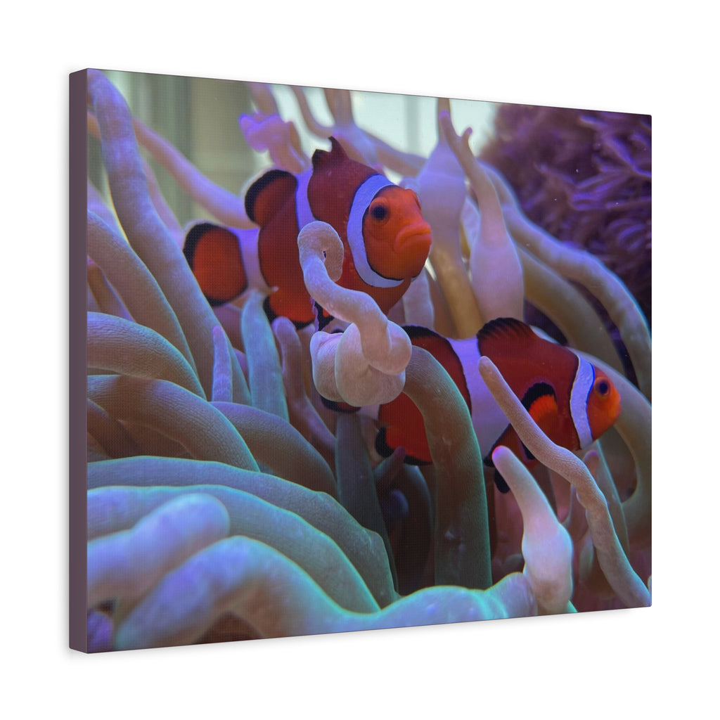 Clownfish Reef Matte Stretched Canvas Wall Art