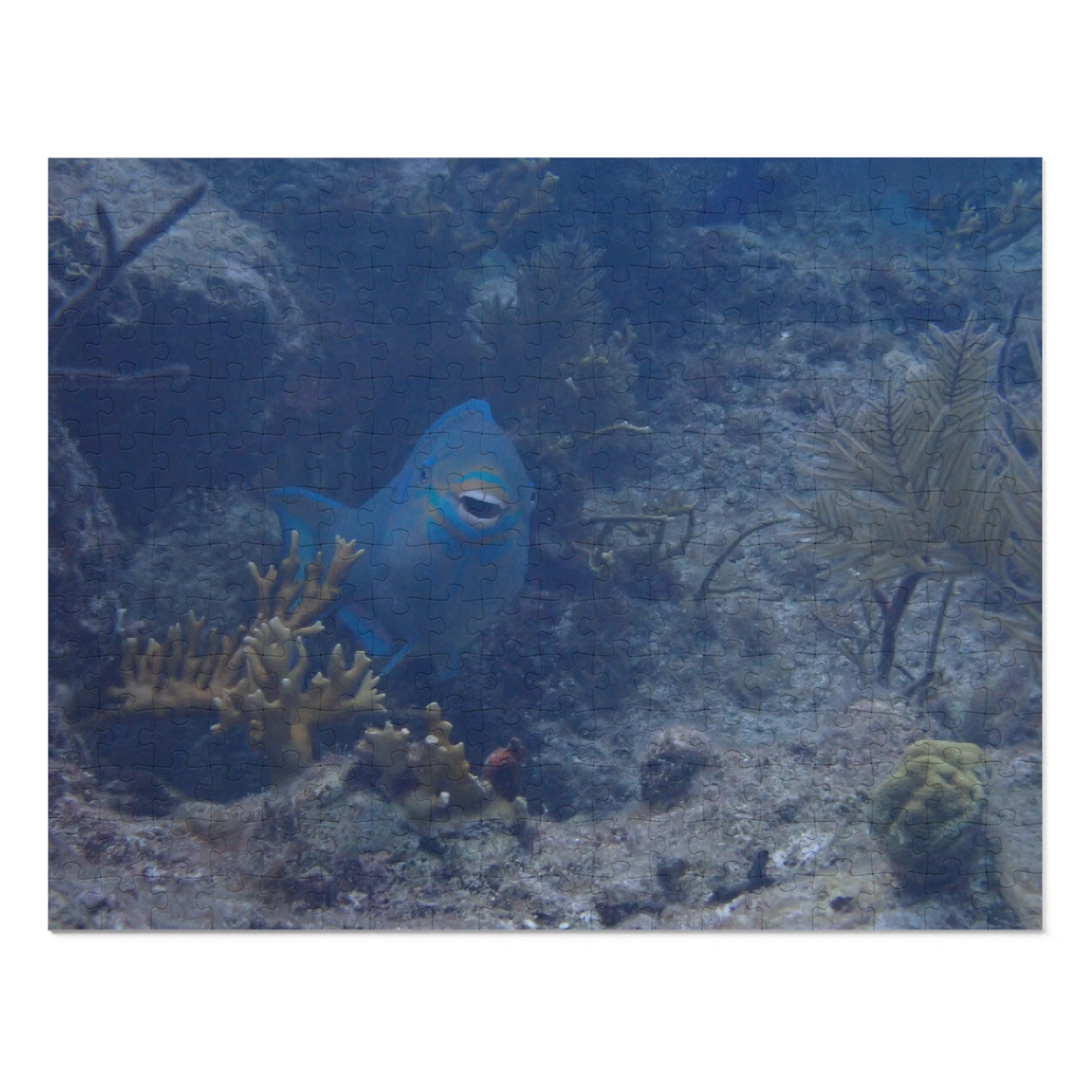 Smiling Parrotfish Jigsaw Puzzle with Tin – Ocean Reef Puzzle Gift