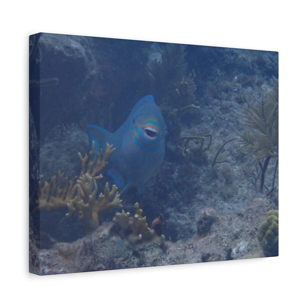 Underwater Parrotfish Canvas Print — Tropical Reef Wall Art