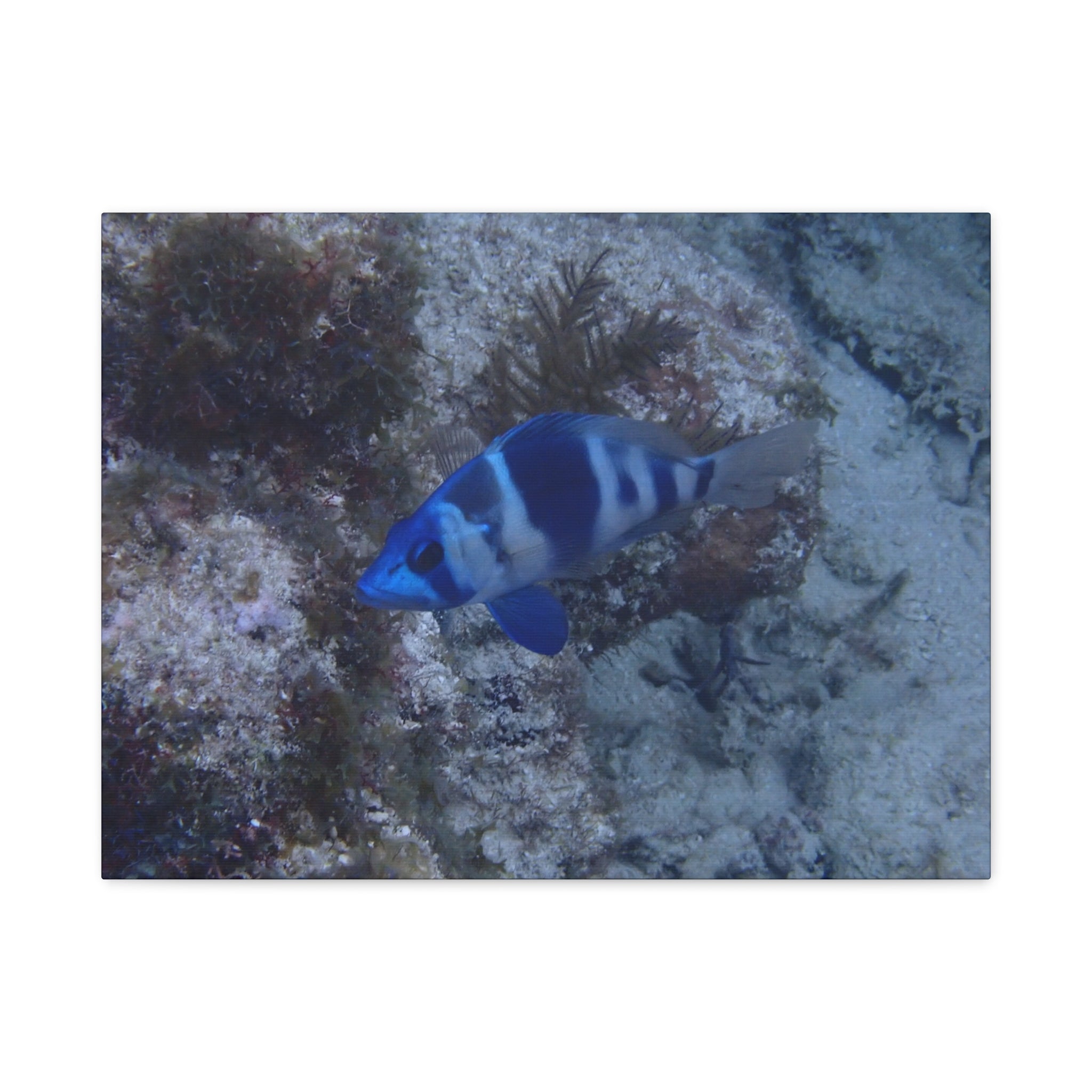 Indigo Hamlet Canvas Print — Underwater Matte Stretched Wall Art