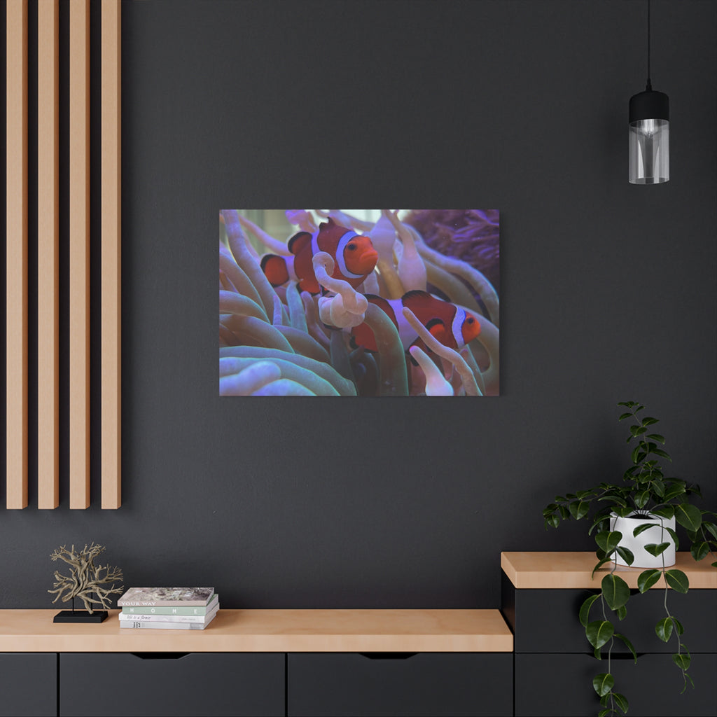 Clownfish Reef Matte Stretched Canvas Wall Art