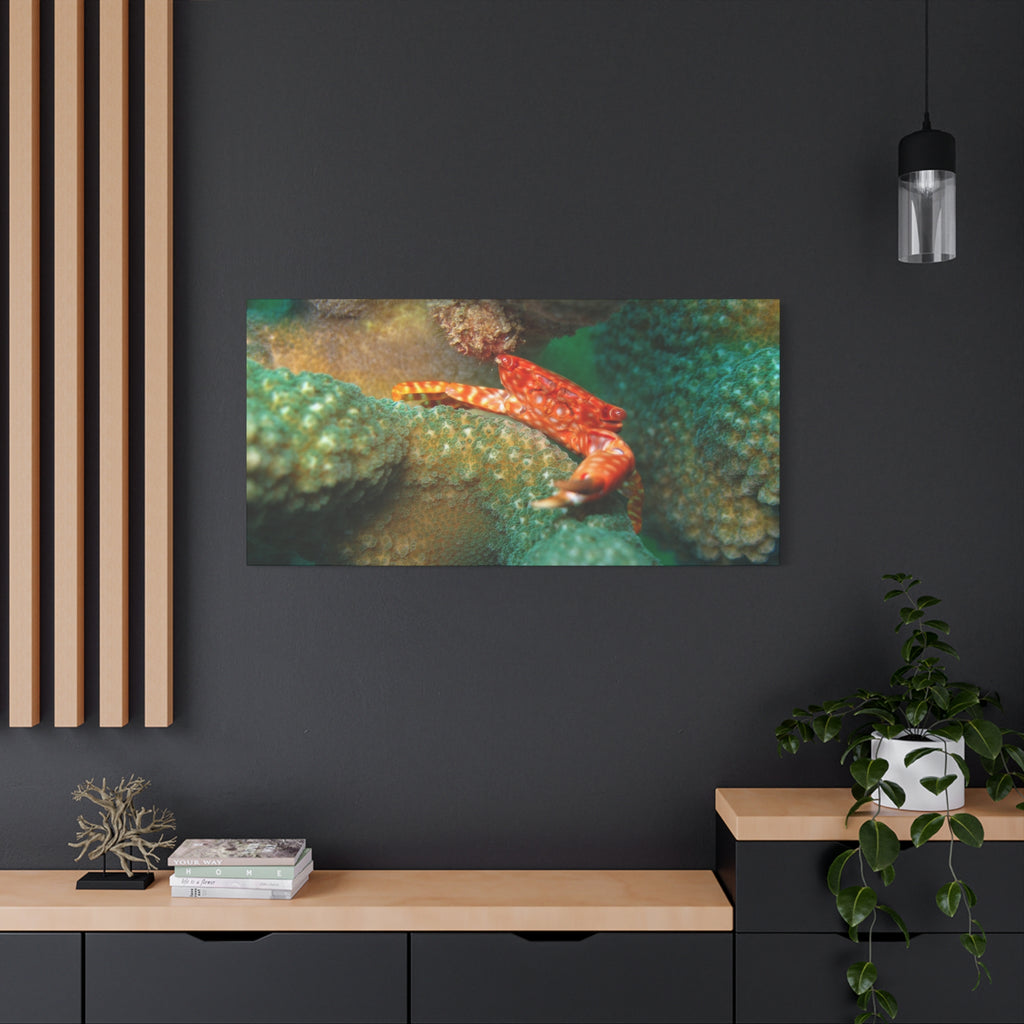 Coral Reef Crab Matte Canvas Print — Underwater Marine Wall Art