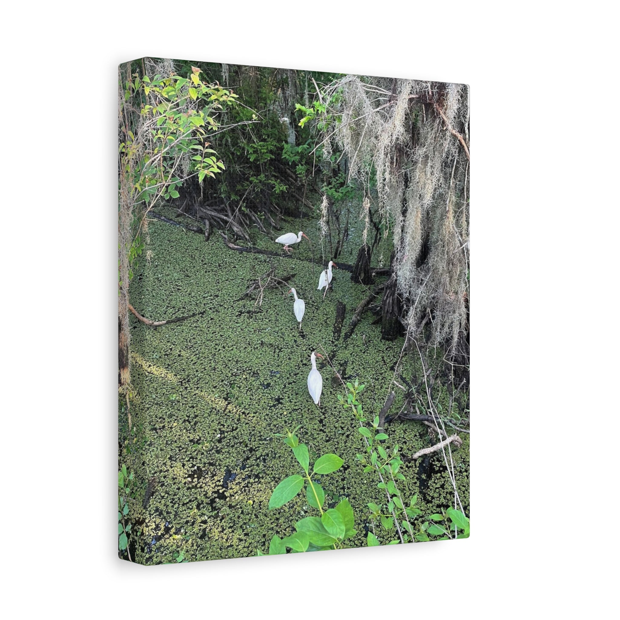 Swamp Egrets Canvas Print — Matte Stretched Nature Wall Art
