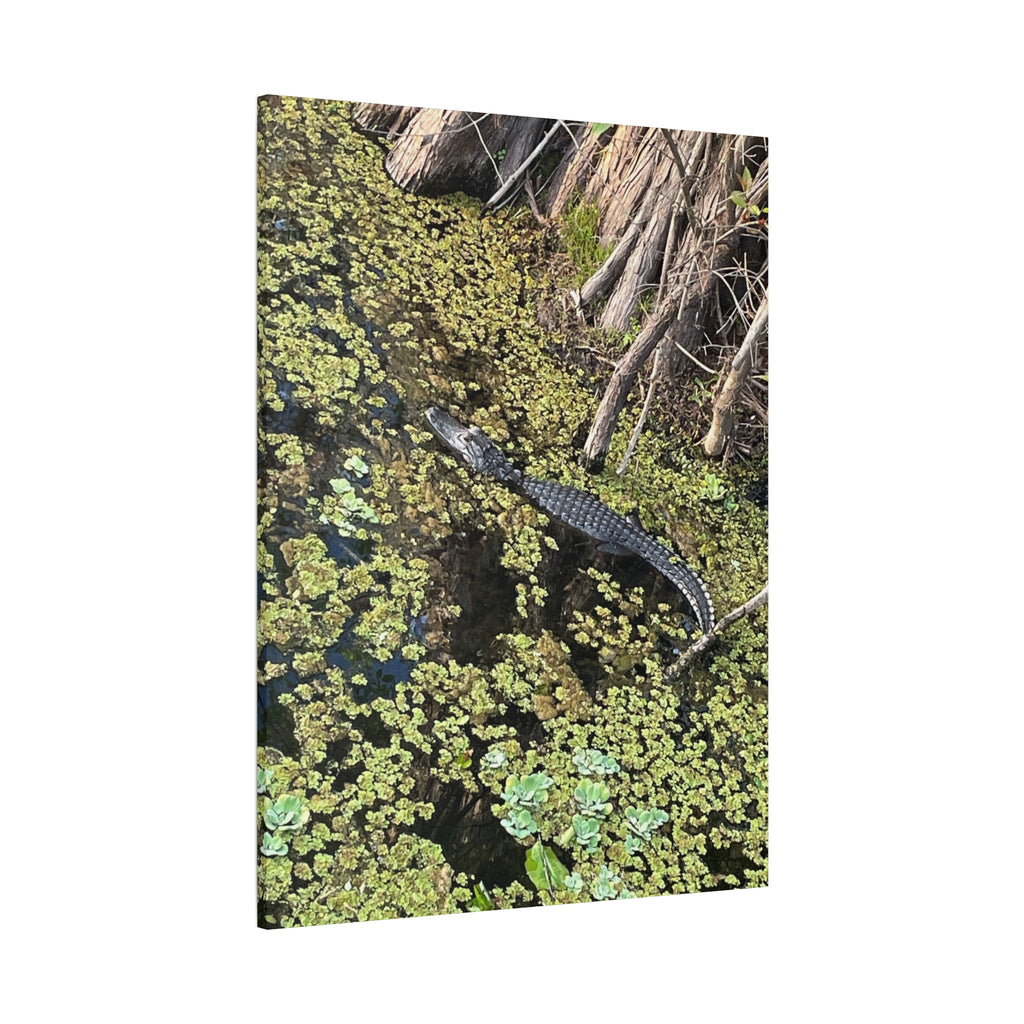 Alligator Photography Canvas Print — Matte Stretched Wall Art