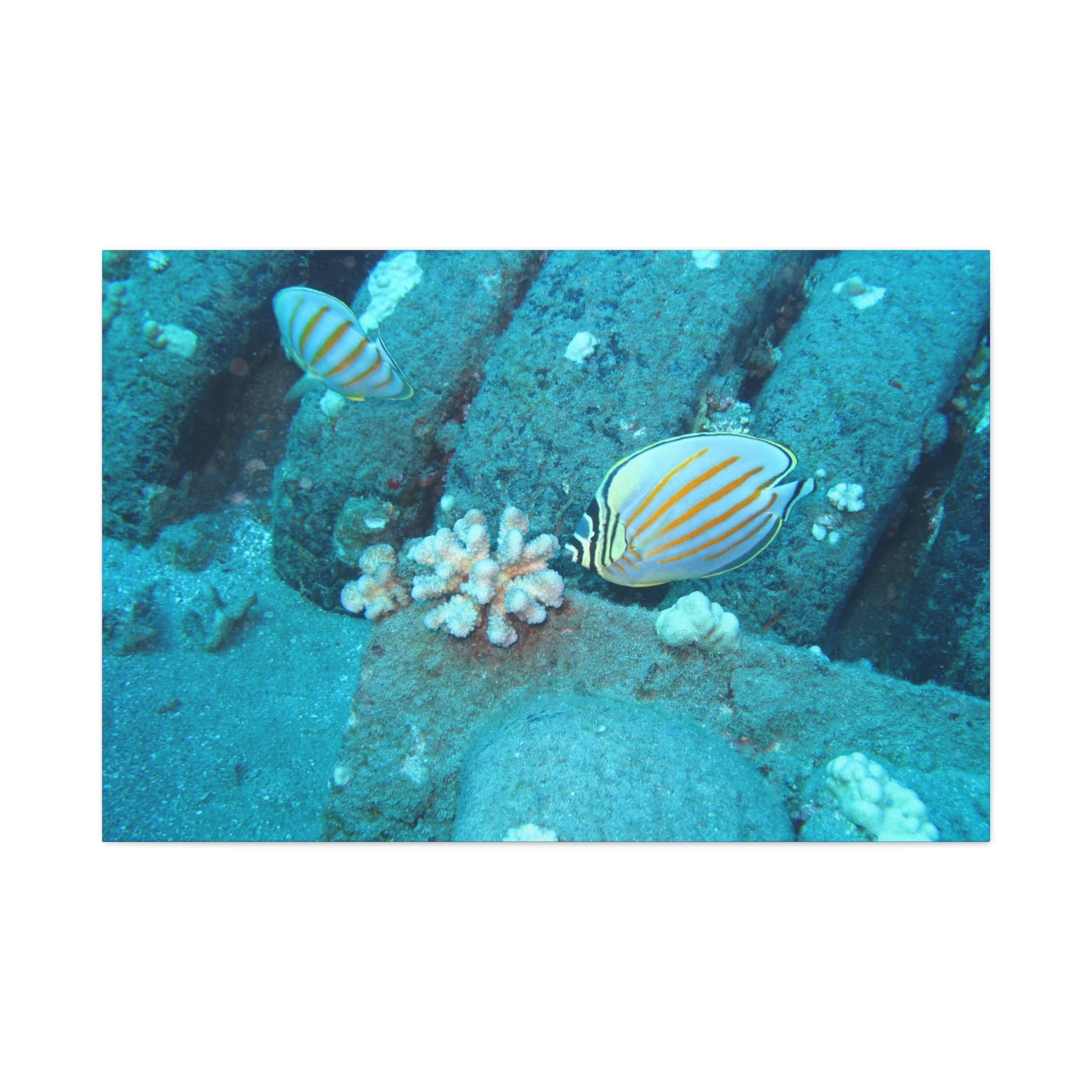 Tropical Butterflyfish Canvas Print — Underwater Coral Reef Wall Art