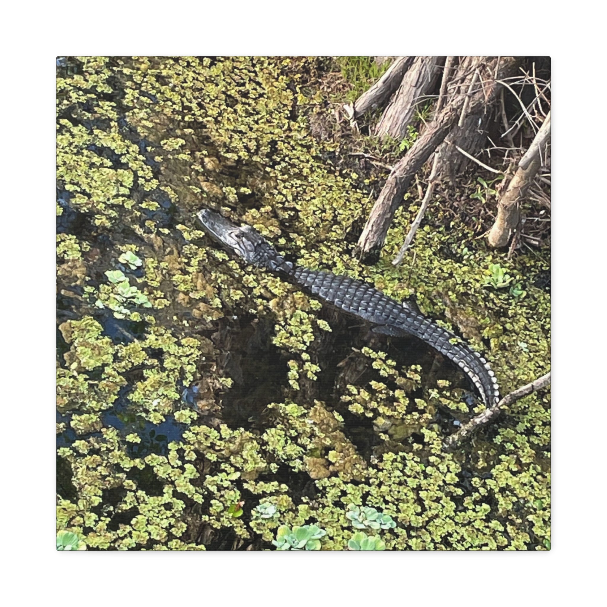 Alligator Photography Canvas Print — Matte Stretched Wall Art