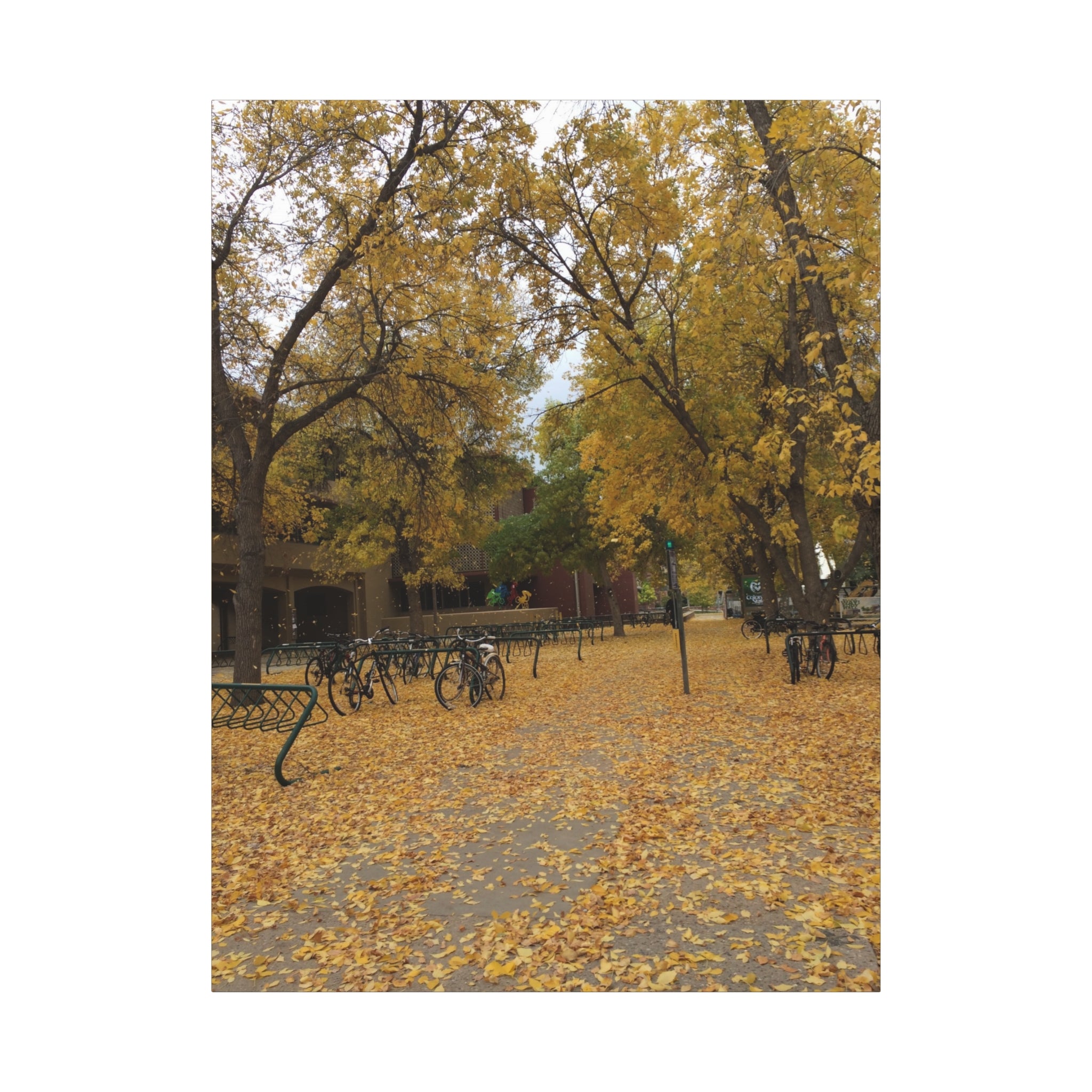 Autumn Campus Walk Matte Canvas Print
