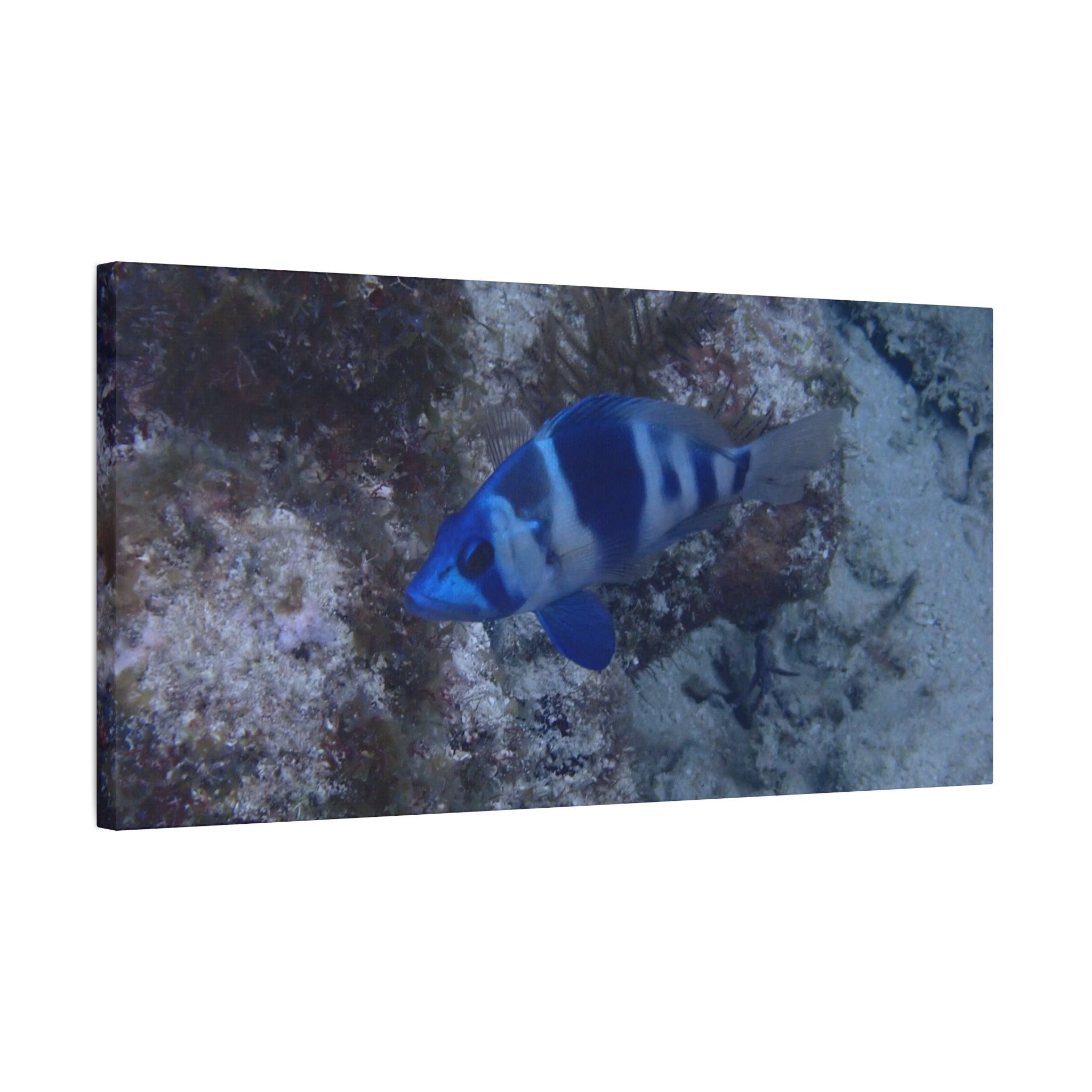 Indigo Hamlet Canvas Print — Underwater Matte Stretched Wall Art