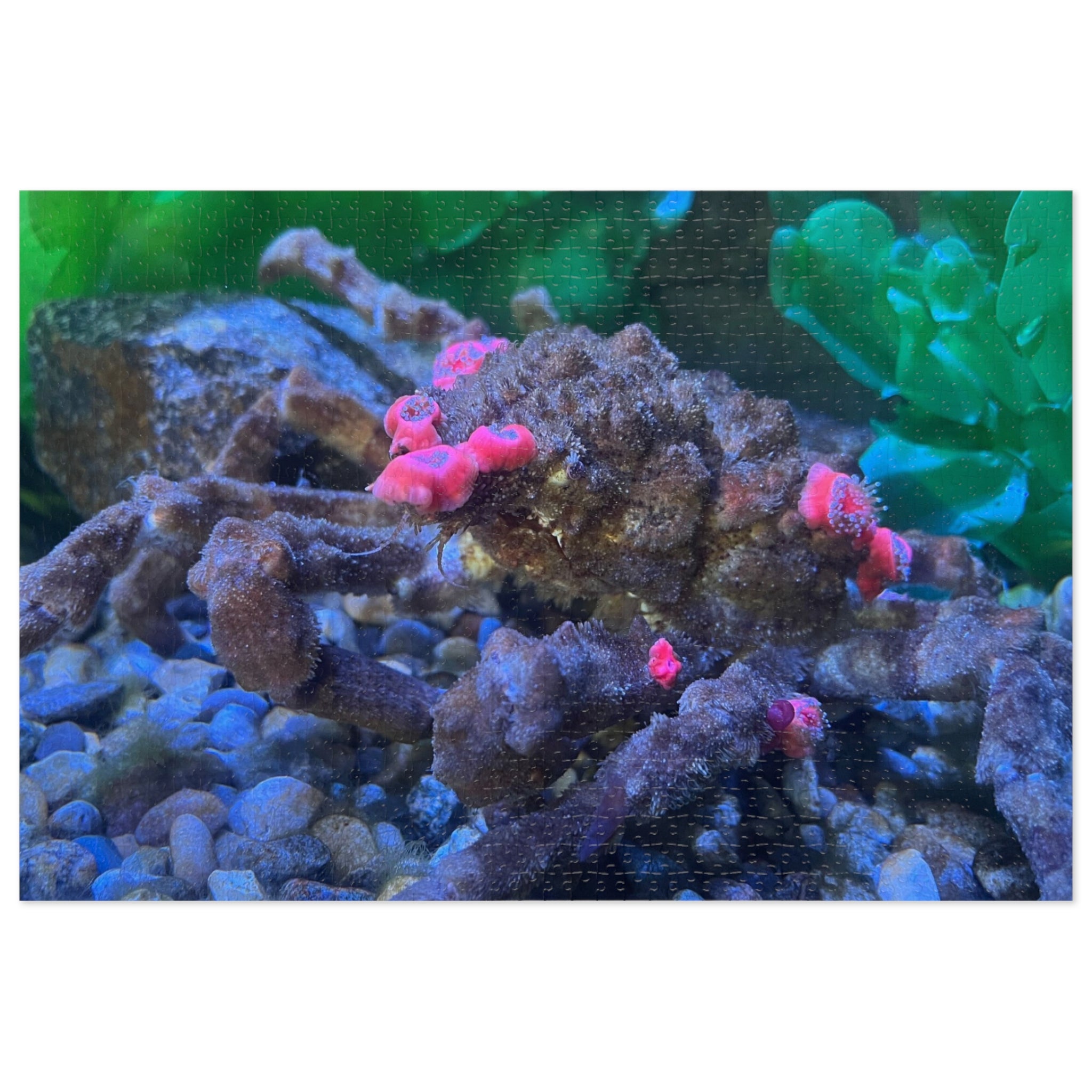 Decorator Crab Jigsaw Puzzle — Marine Life Puzzle with Colorful Anemones