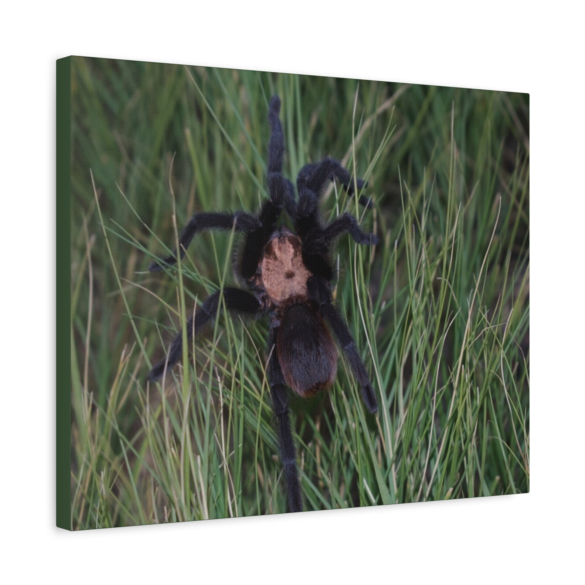 Roaming Tarantula Wall Art Canvas - Realistic Spider Photography on Matte Stretched Canvas