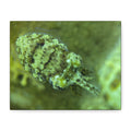 Dwarf Cuttlefish Canvas Print — Matte Stretched Sea Life Wall Art