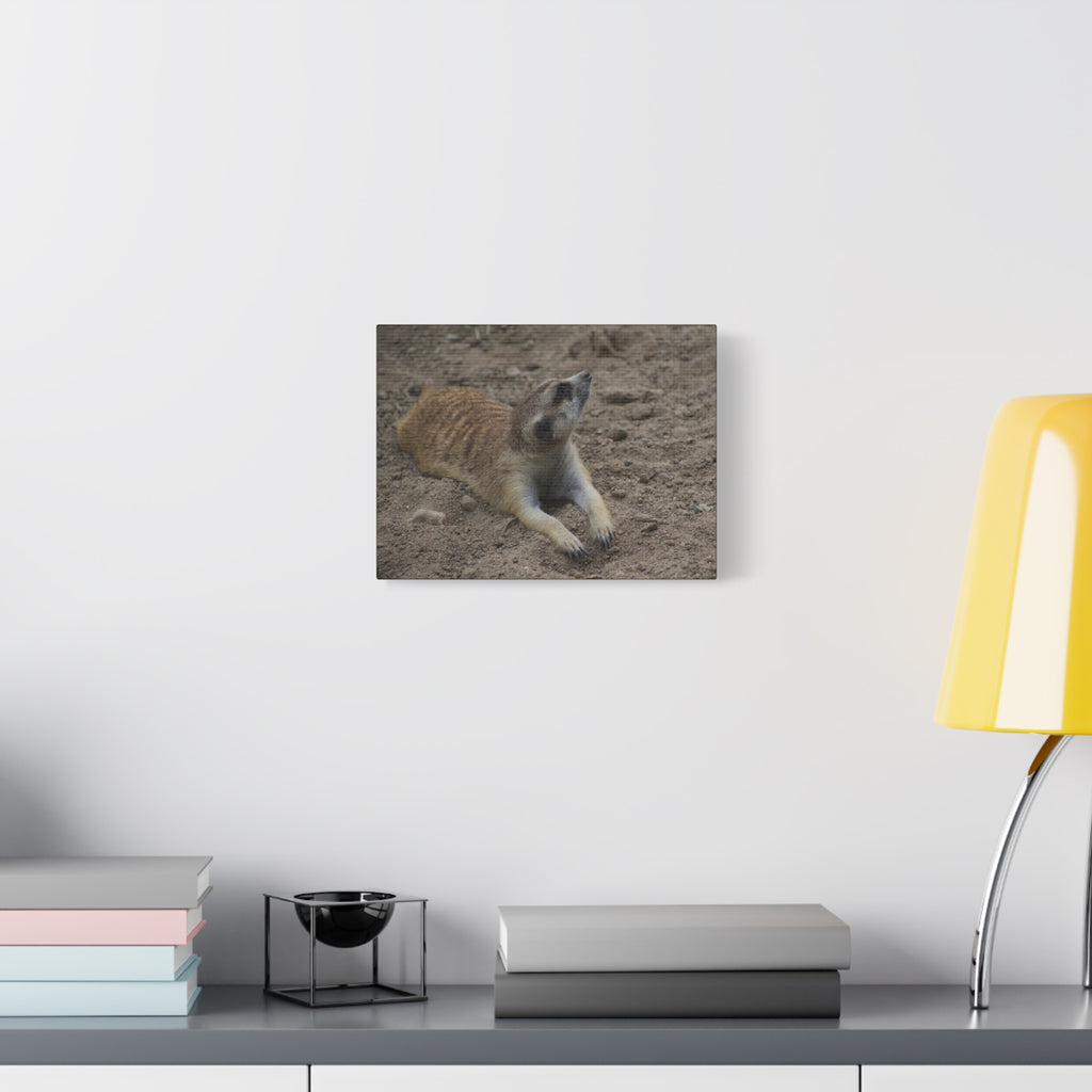 Meerkat Stretch Canvas Wall Art – Relaxed Desert Wildlife Print