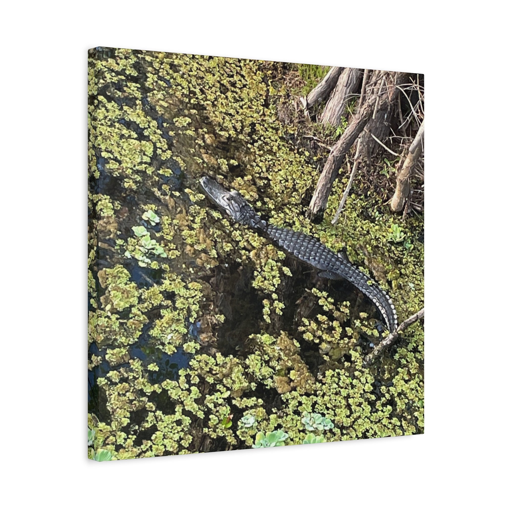Alligator Photography Canvas Print — Matte Stretched Wall Art