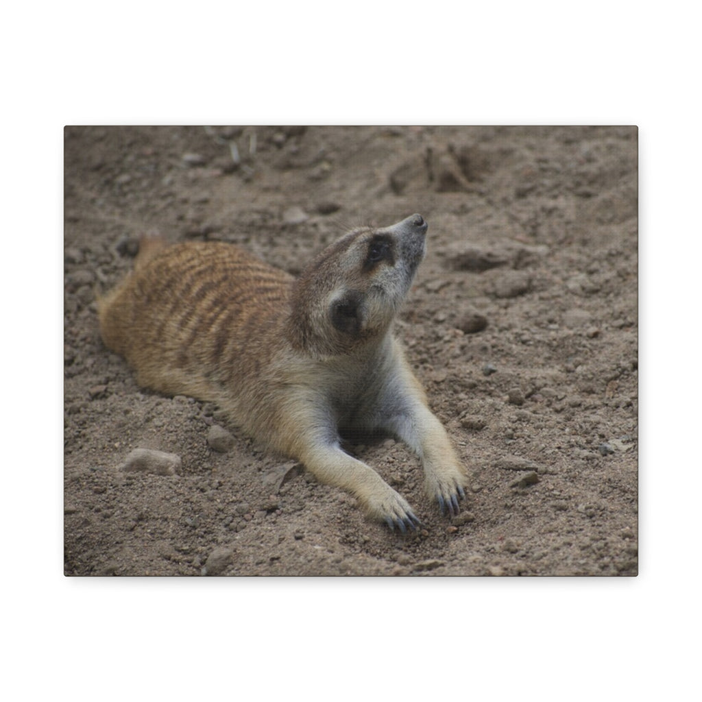 Meerkat Stretch Canvas Wall Art – Relaxed Desert Wildlife Print
