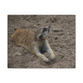 Meerkat Stretch Canvas Wall Art – Relaxed Desert Wildlife Print