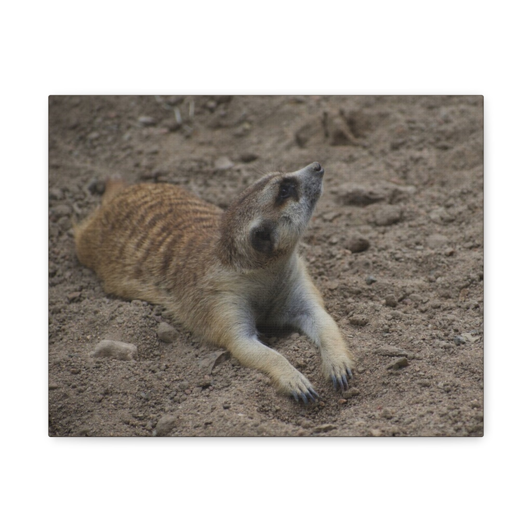 Meerkat Stretch Canvas Wall Art – Relaxed Desert Wildlife Print