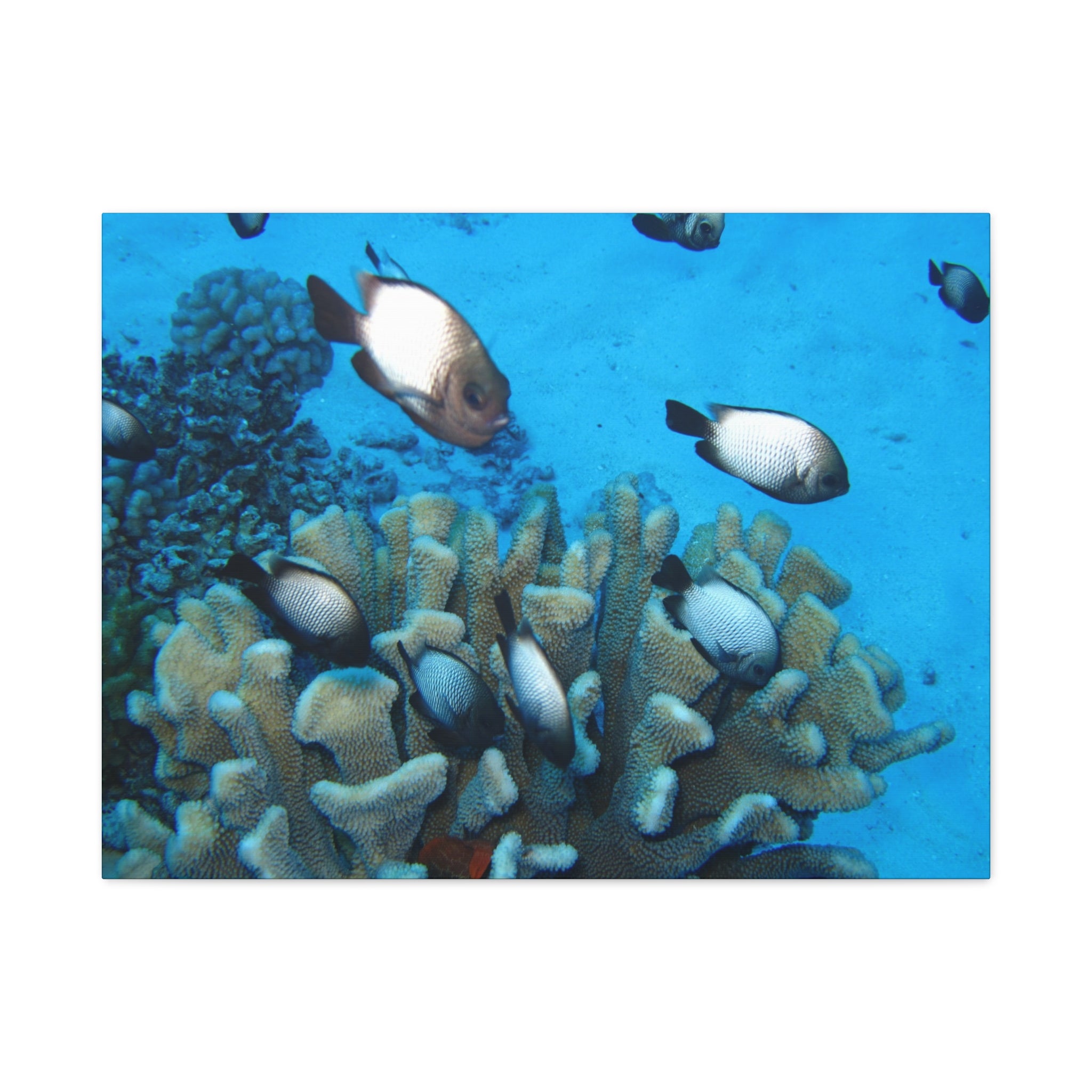 Underwater Coral Reef Canvas Wall Art — Tropical Fish Matte Stretched Canvas