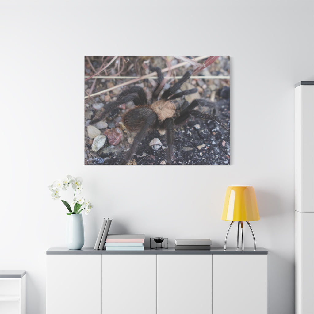 Tarantula Canvas Print — Matte Stretched Wall Art