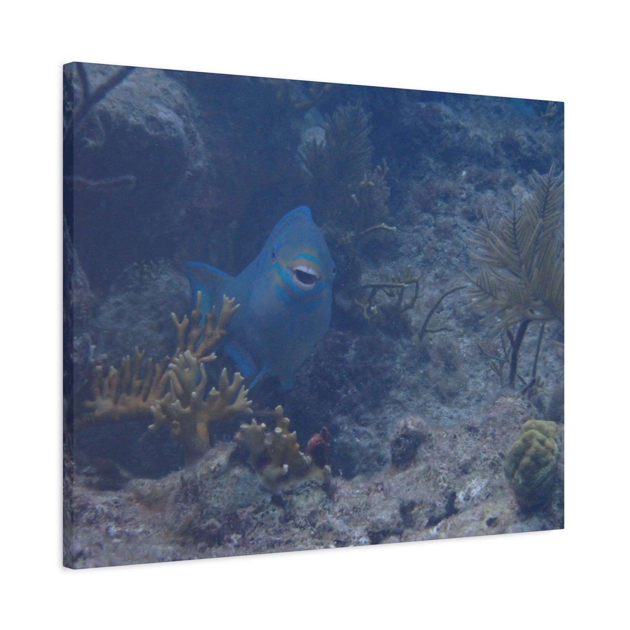 Underwater Parrotfish Canvas Print — Tropical Reef Wall Art