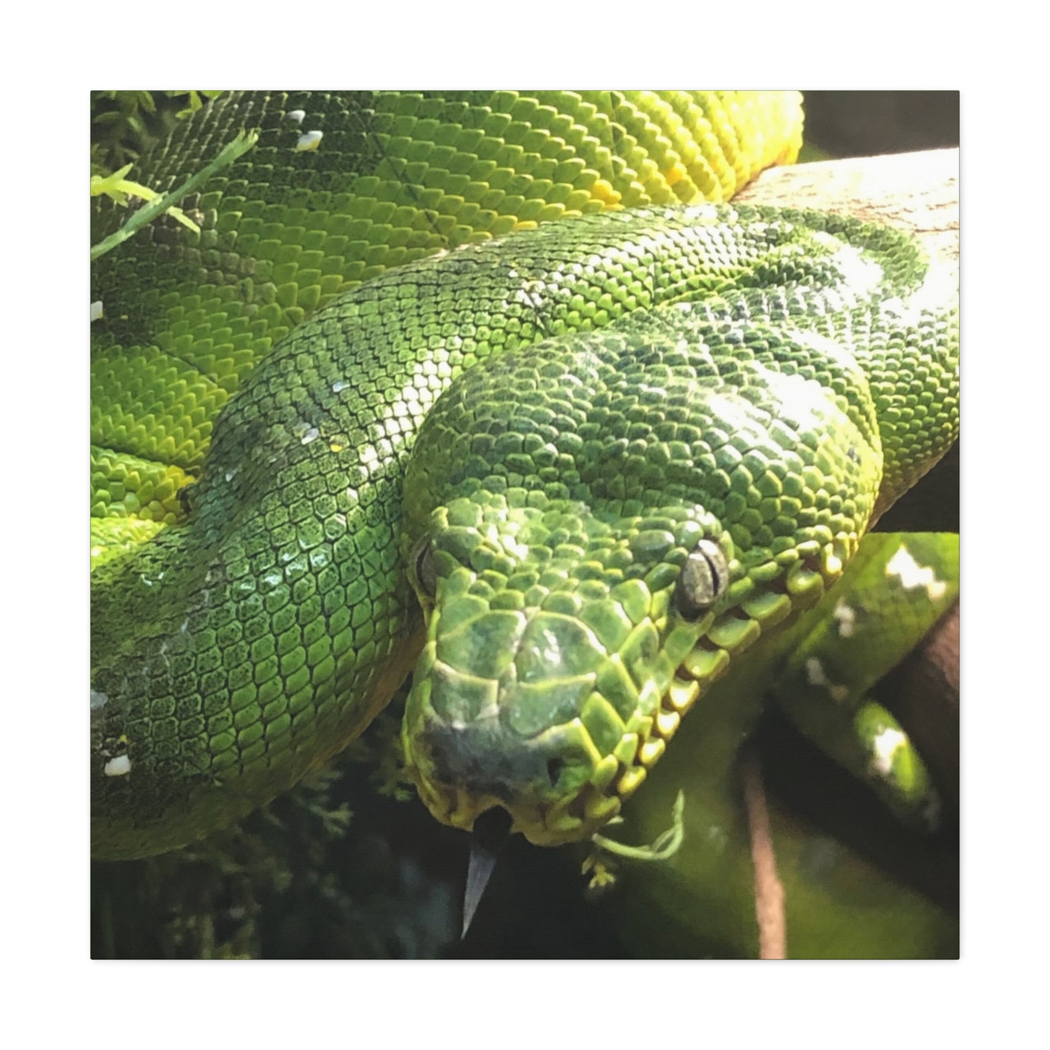Green Tree Python Canvas Print — Tropical Snake Wall Art (Matte Stretched)