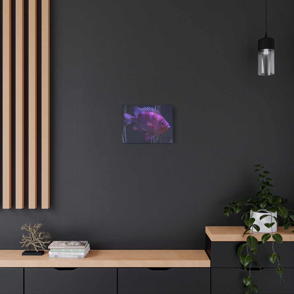 Popeye Catalufa Canvas Print — Vibrant Ocean Wall Art
