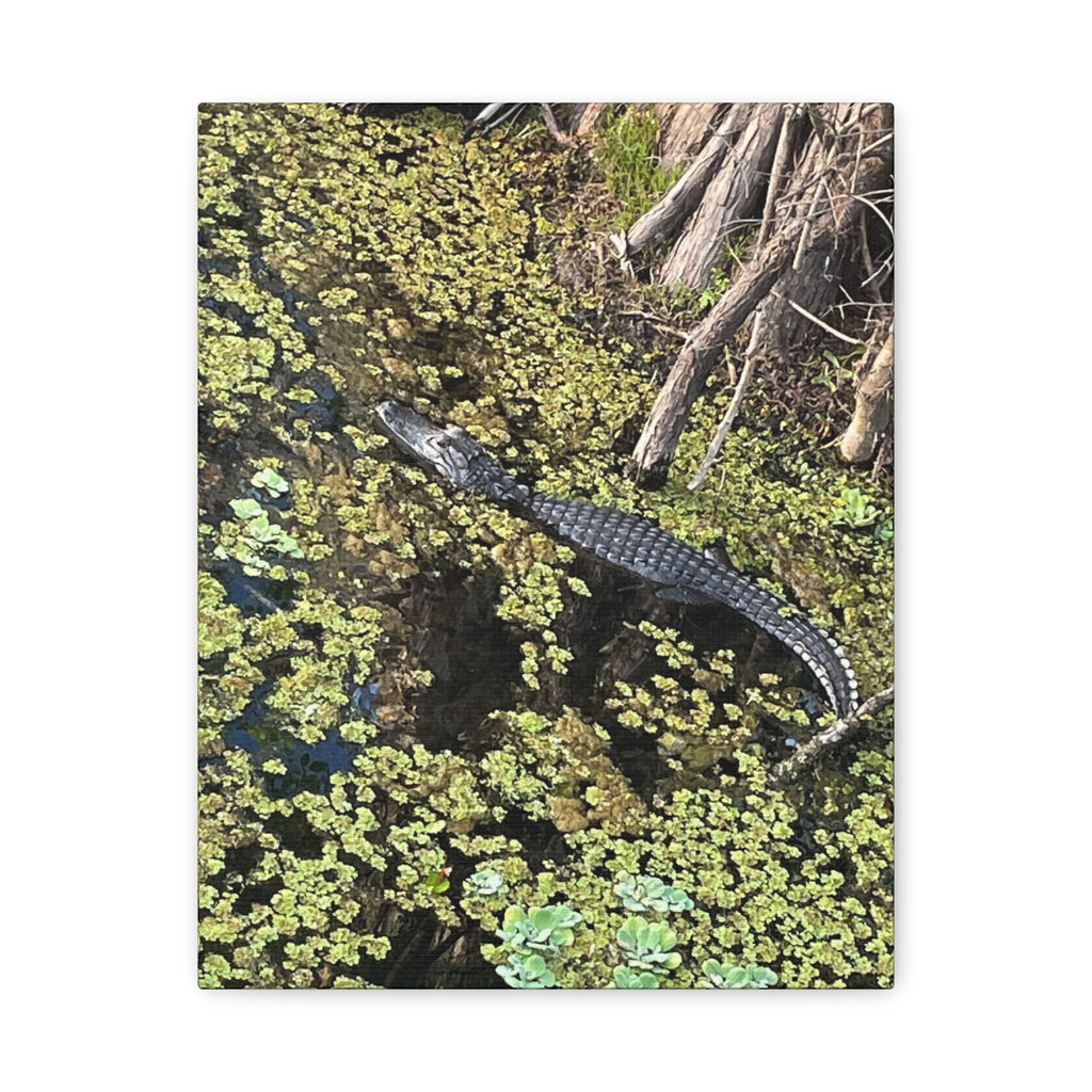 Alligator Photography Canvas Print — Matte Stretched Wall Art