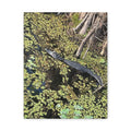 Alligator Photography Canvas Print — Matte Stretched Wall Art
