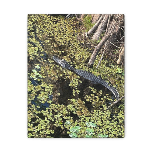 Alligator Photography Canvas Print — Matte Stretched Wall Art