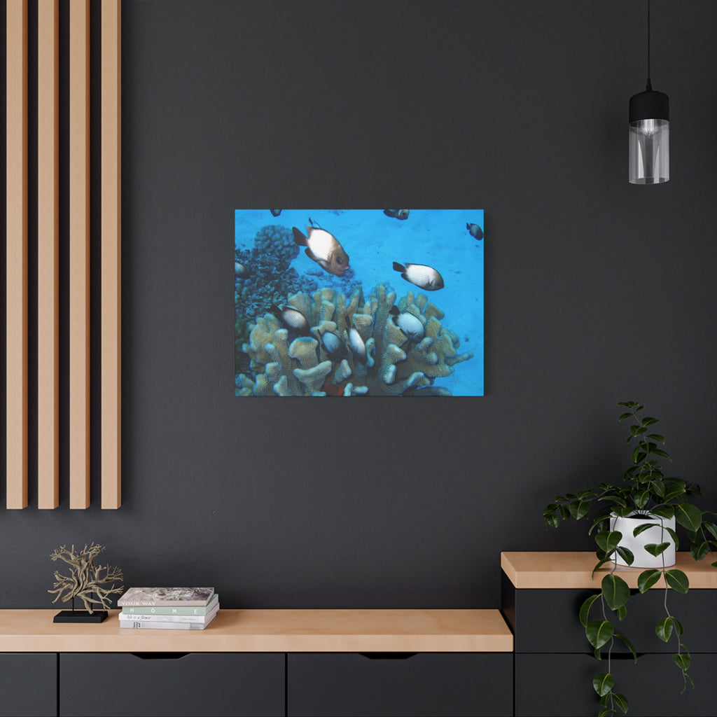 Underwater Coral Reef Canvas Wall Art — Tropical Fish Matte Stretched Canvas